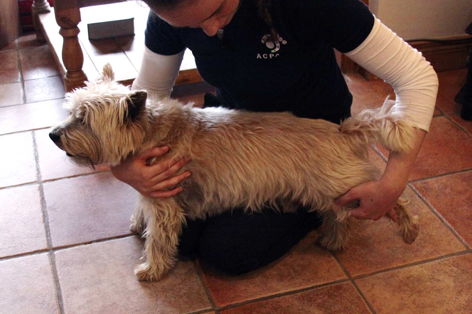 Helping a dog